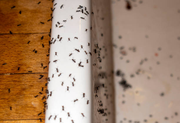 Keuka Park, NY Pest Control Company
