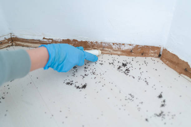 Best Mosquito Control Services  in Keuka Park, NY
